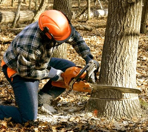 Tree Removal in Dansville, MI